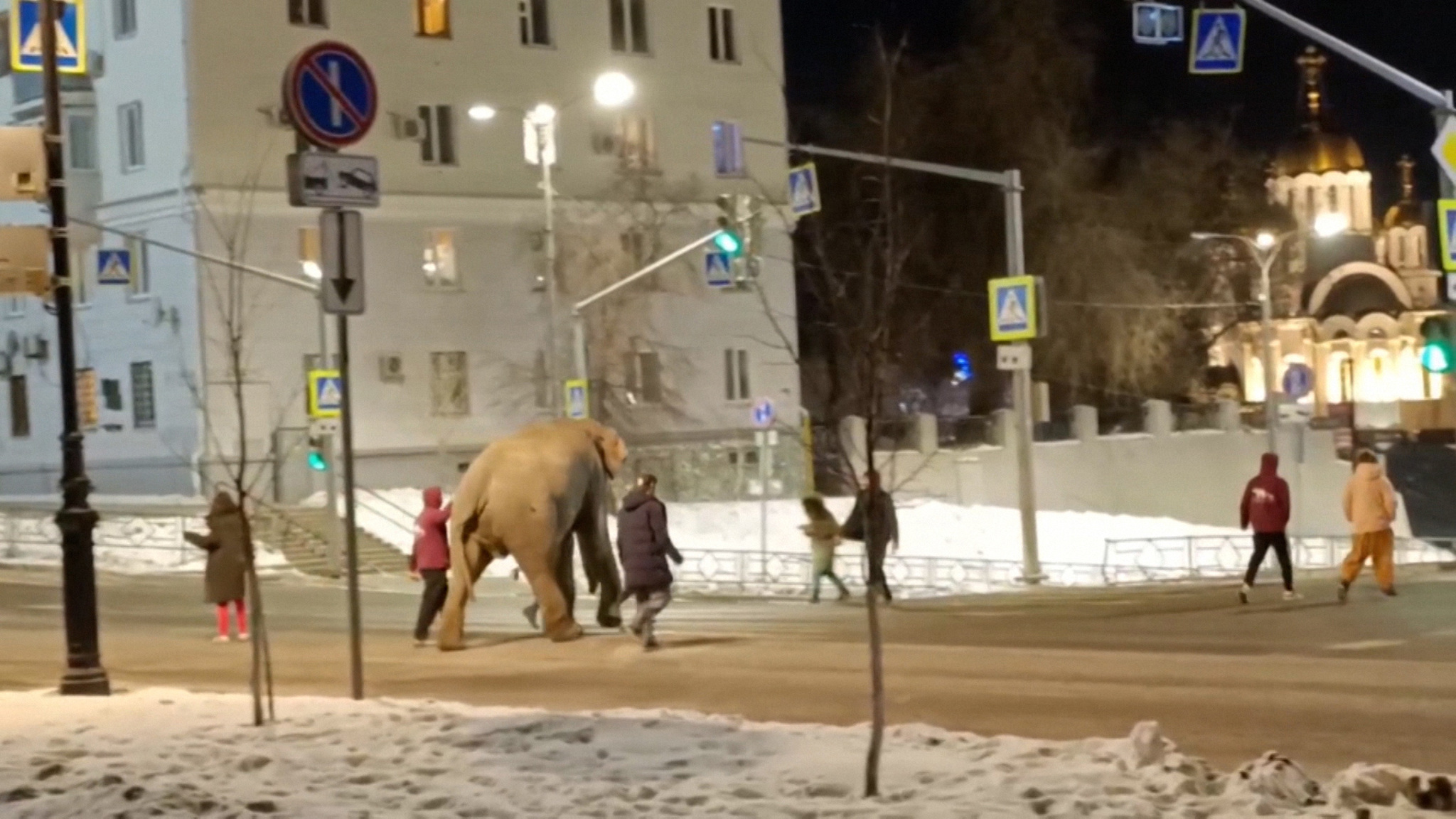 Сбежавшую из цирка слониху Одри вернули в теплый вольер