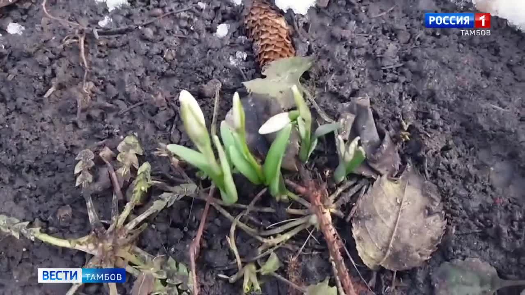 В областном центре расцветают подснежники