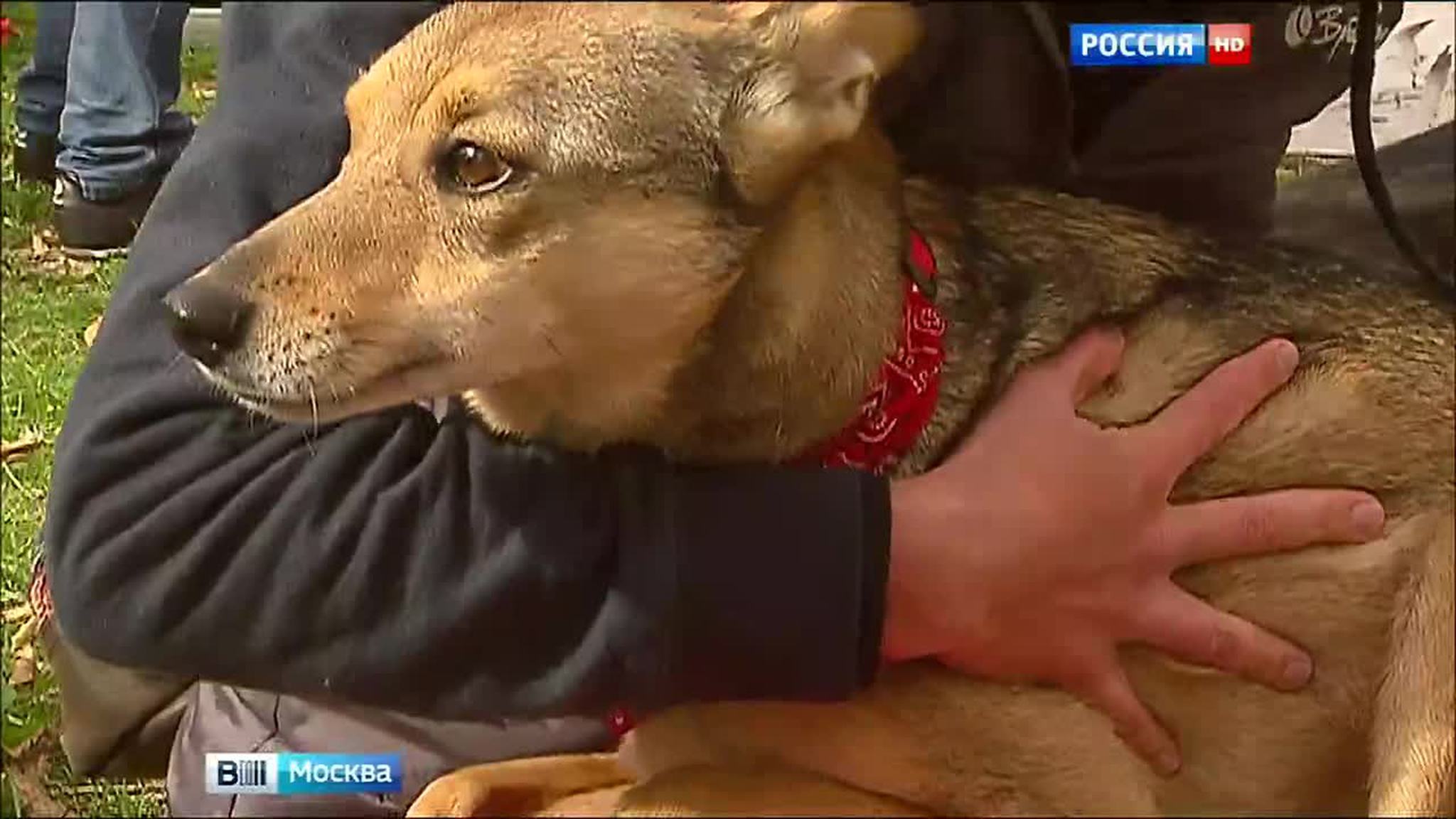 Оставление животного без попечения предлагают приравнять к жестокому обращению