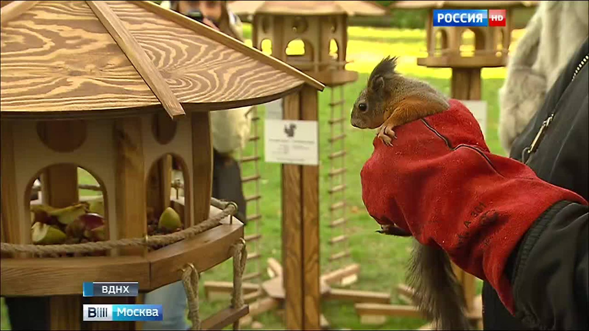 На ВДНХ появились бельчатники