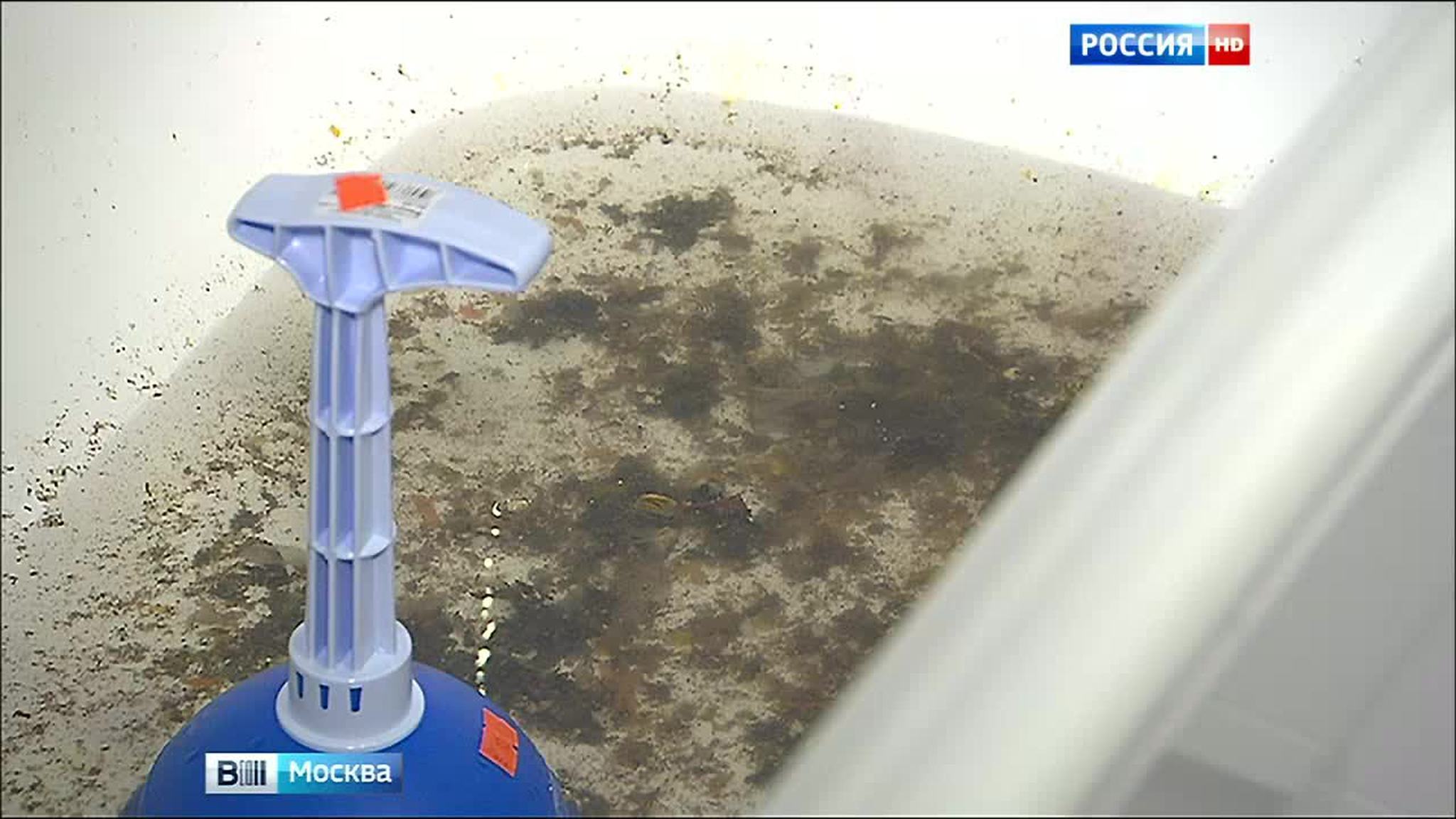 Перекрытая канализация превратила жизнь москвички в зловонный ад