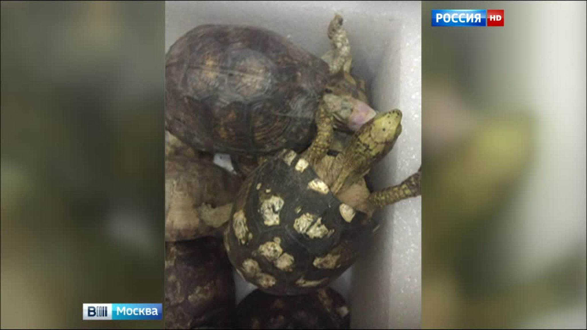 В Домодедове задержаны контрабандные черепахи и змеи из Мексики