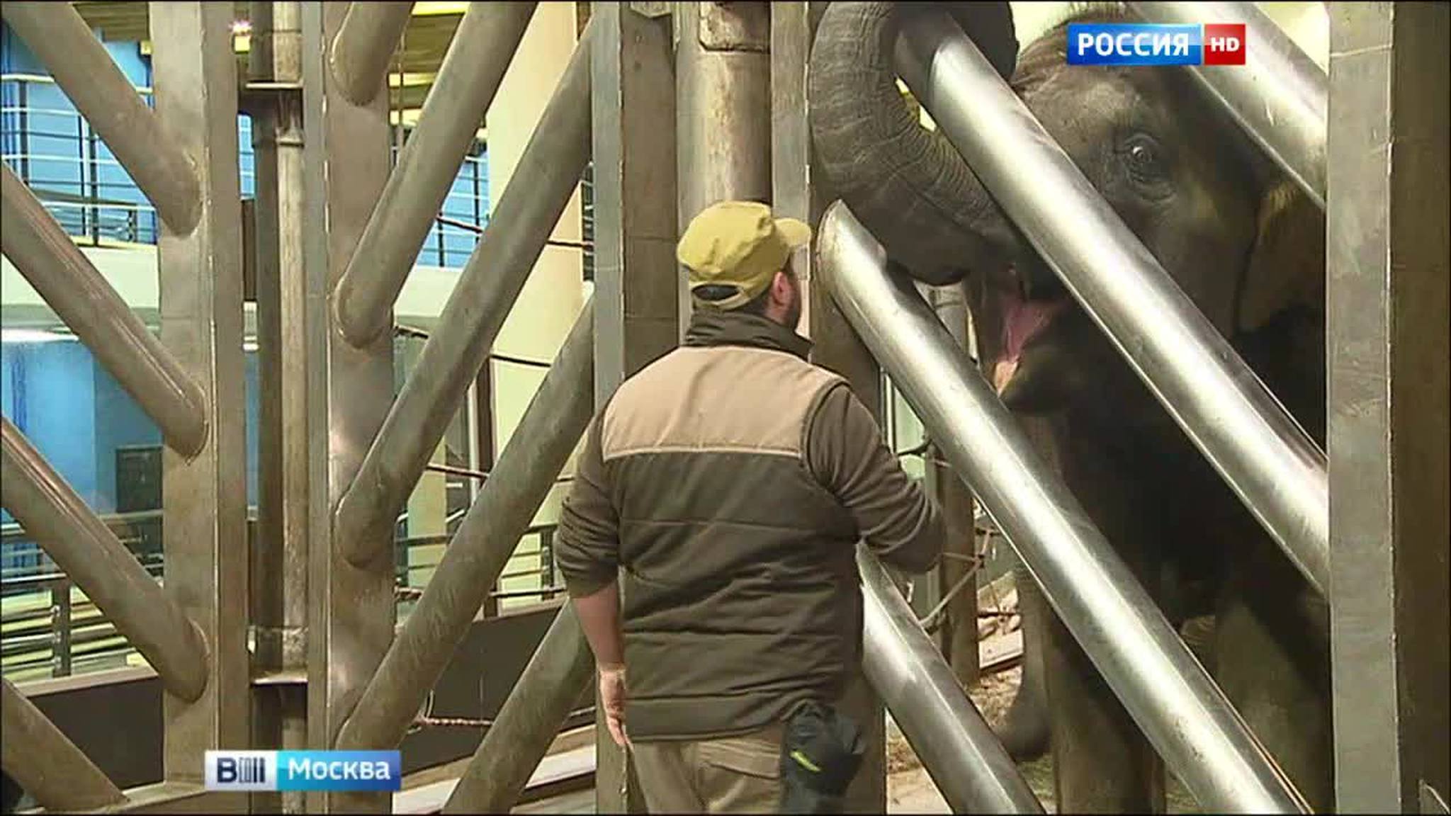 Московским слонам обновили жилище