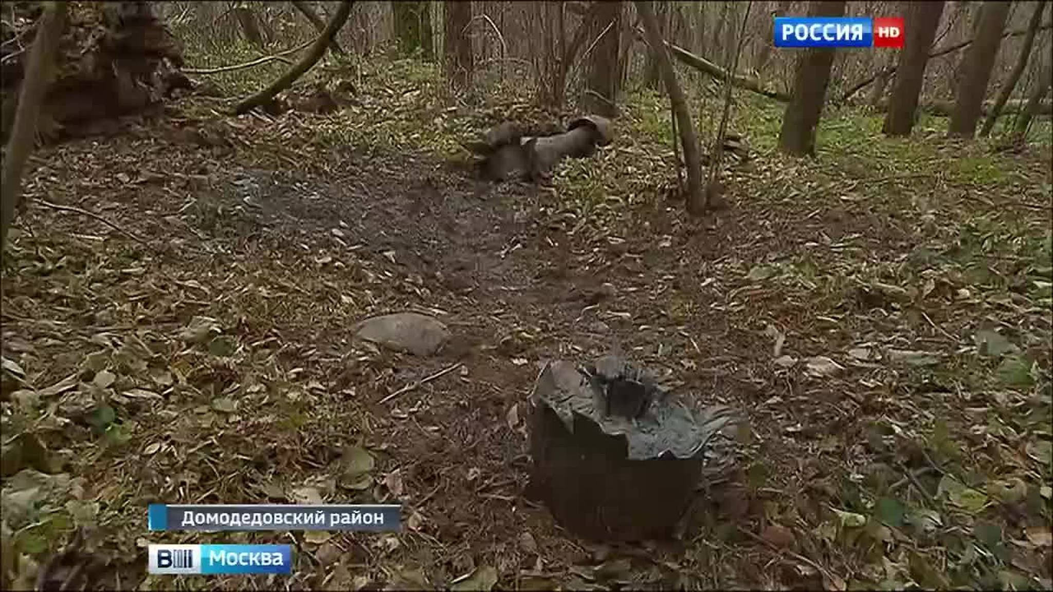 Авиабомбы, обнаруженные в Домодедовском районе, оказались учебными