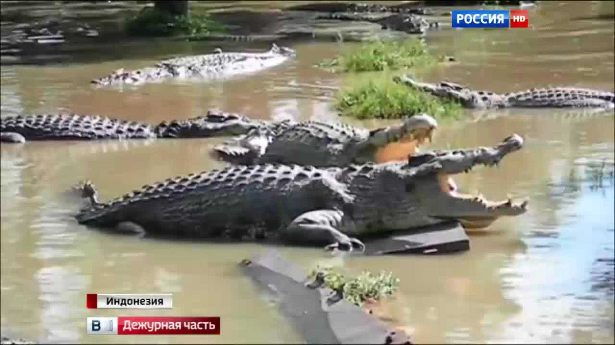 крокодилы