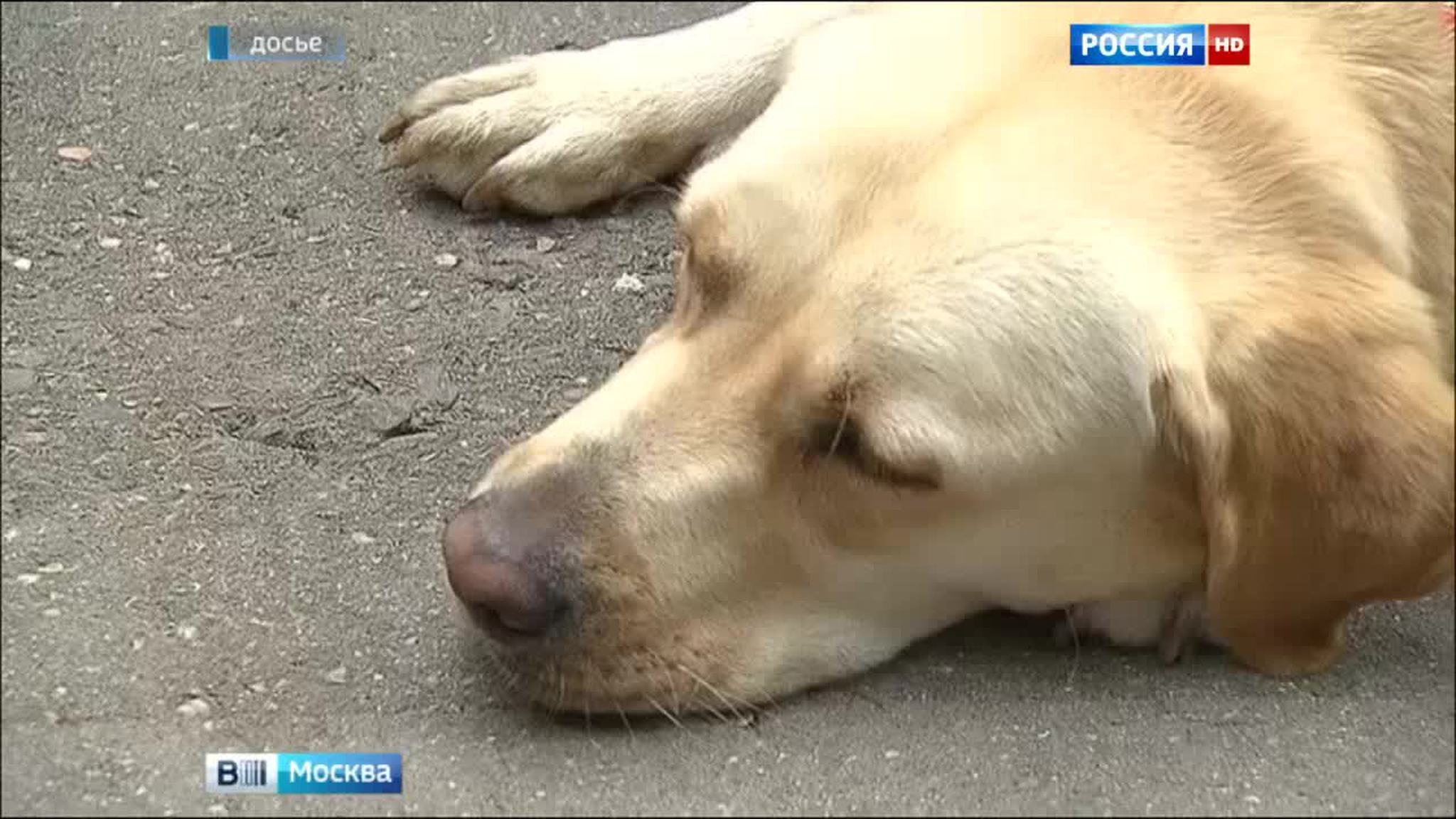 Гагаринский суд рассматривает дело о краже лабрадора-поводыря