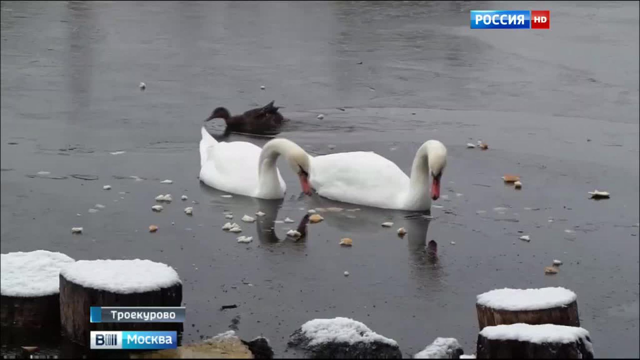 На Троекуровских прудах спасли пару лебедей