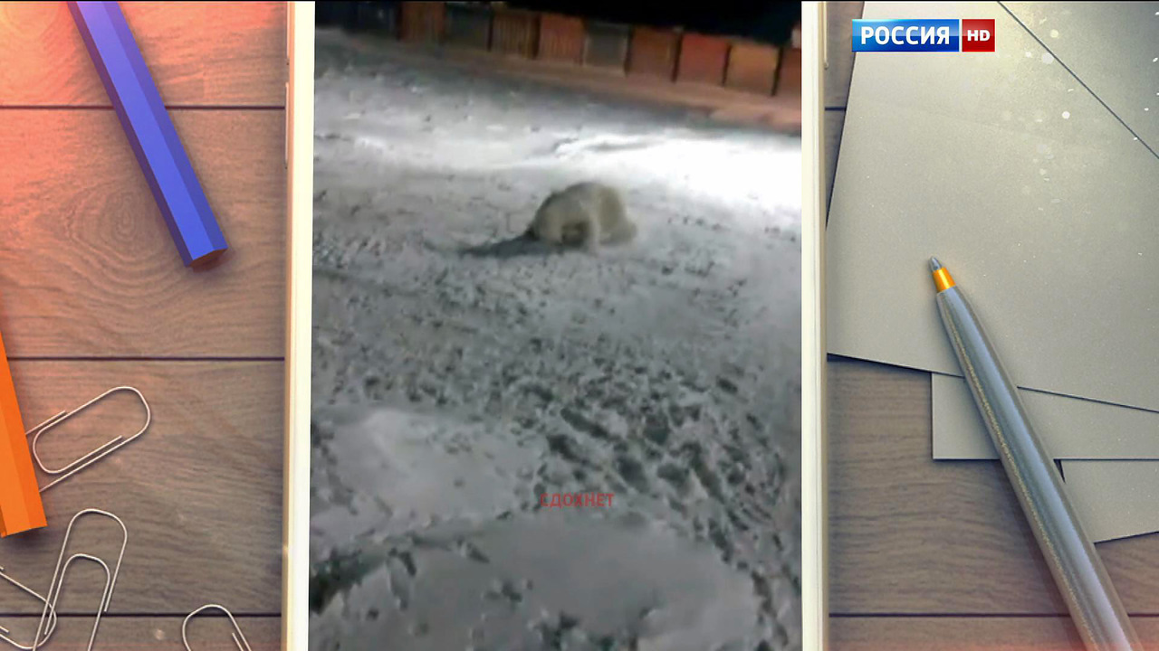 Повар-полярник с острова Врангеля: зачем я взорвал медведицу