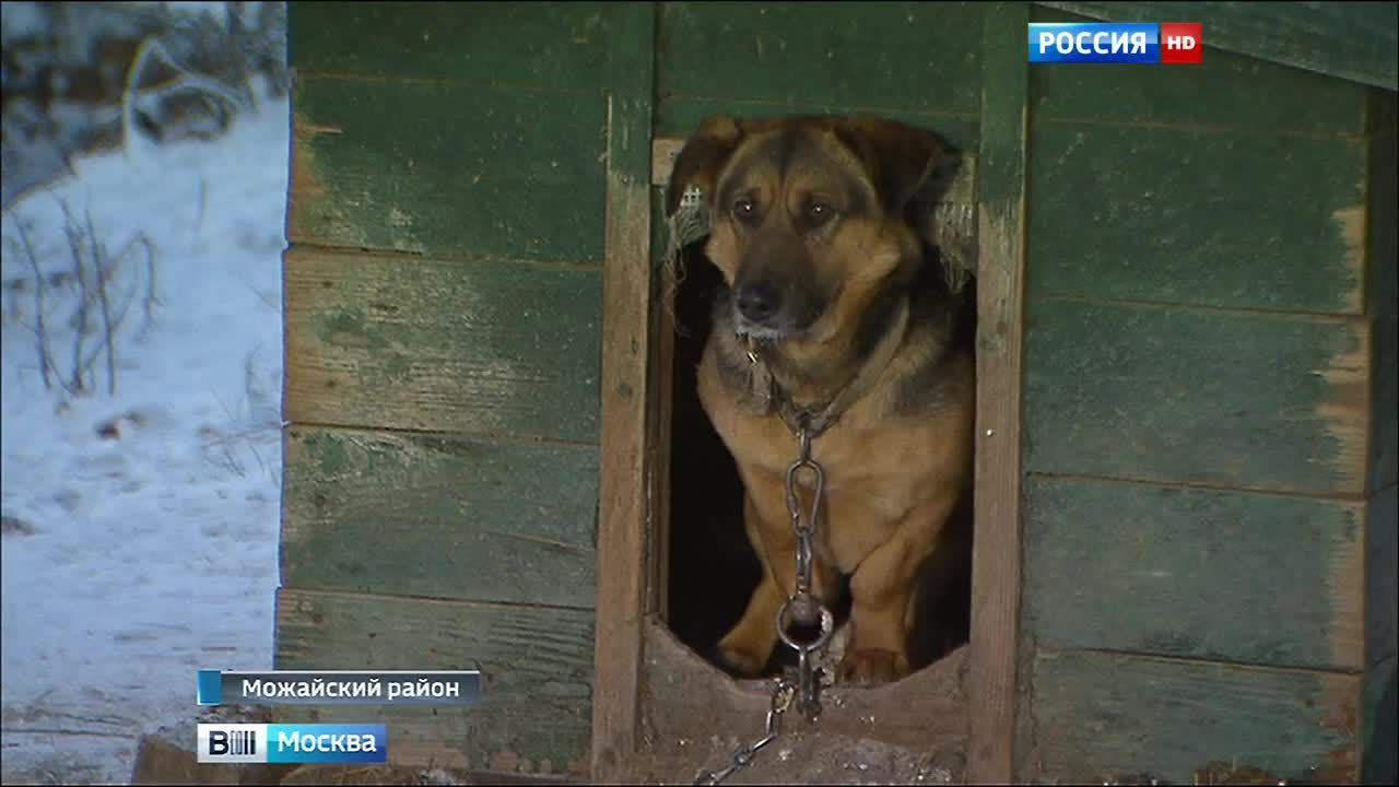 Собаки приюта под Можайском ждут помощи и хозяев