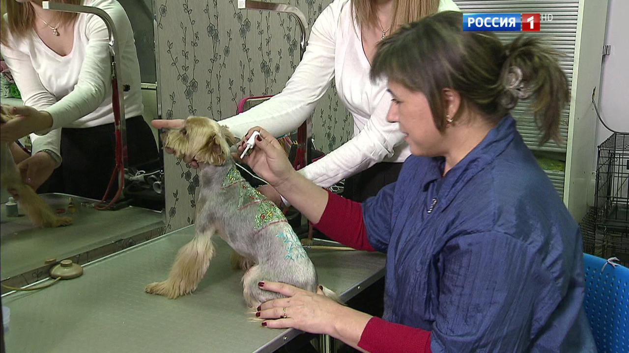 Эфир от 28.12.2016 (17:00)