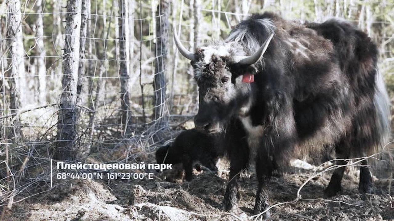 Ледниковый период. Назад в будущее