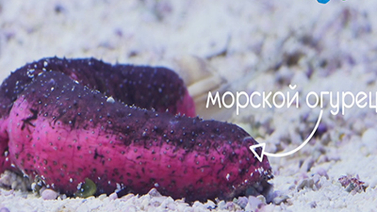 Эфир от 10.01.2018 2
