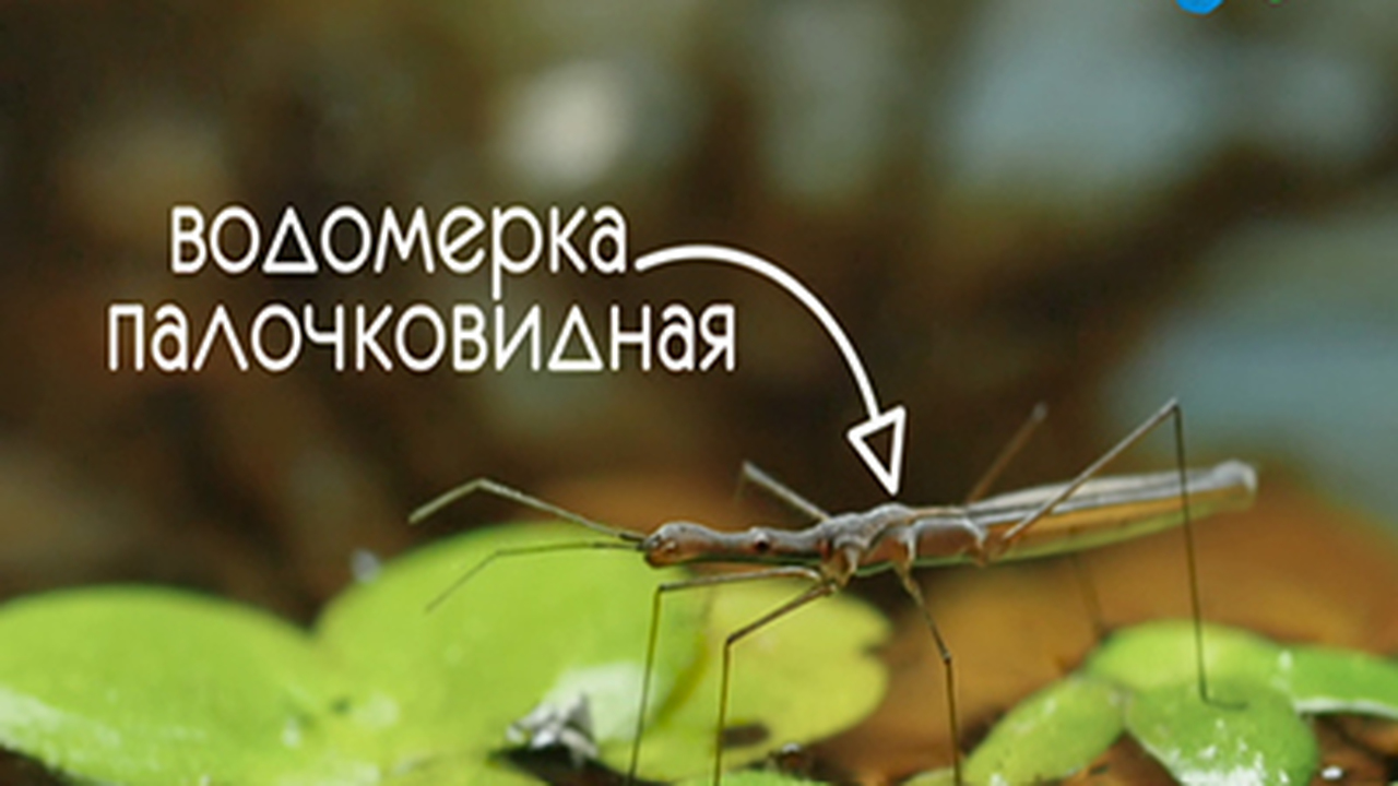 Эфир от 16.01.2018