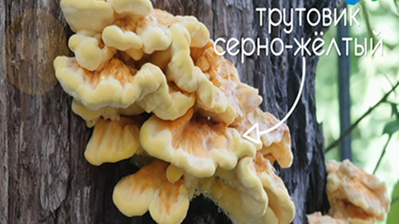Эфир от 01.02.2018