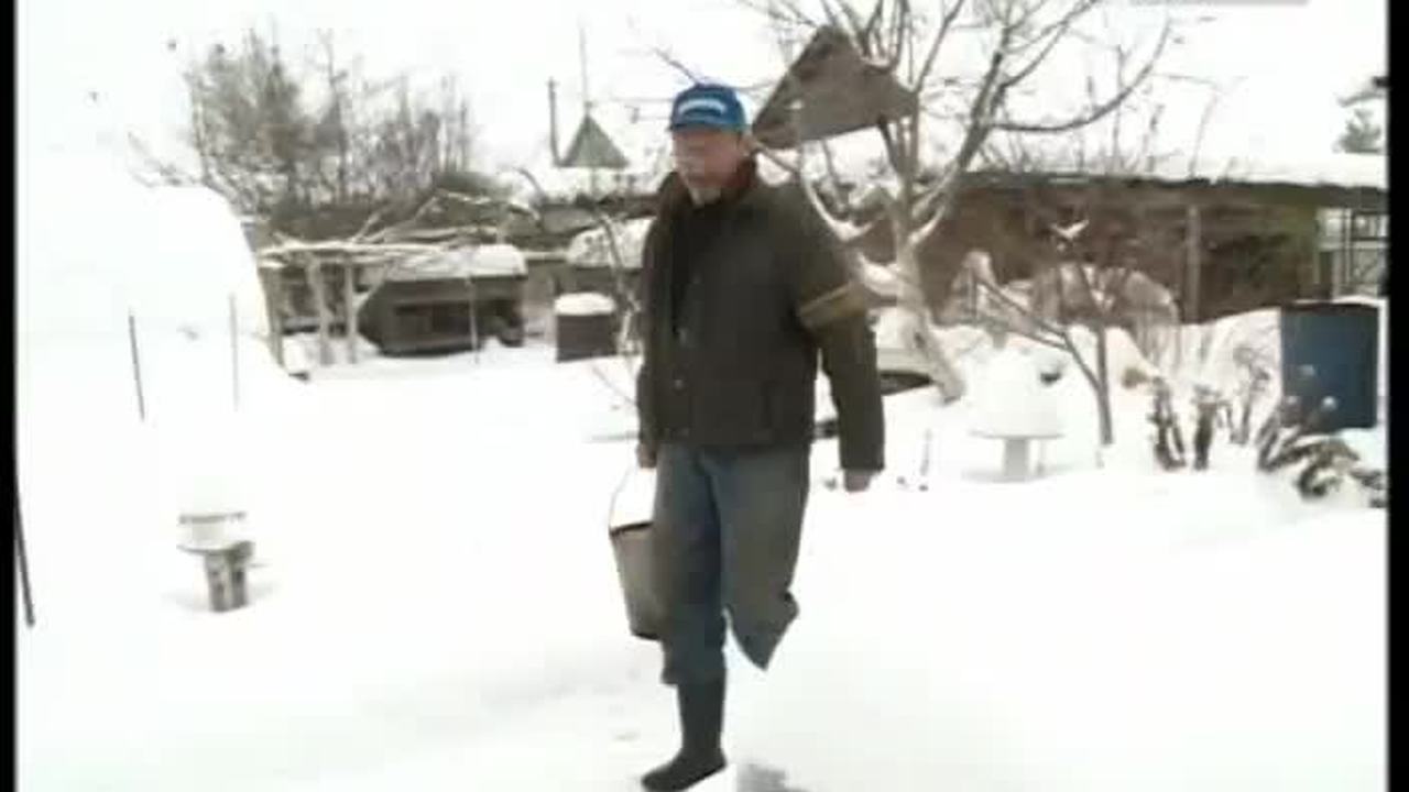 Чем рязанские фермеры задабривают хрюшек