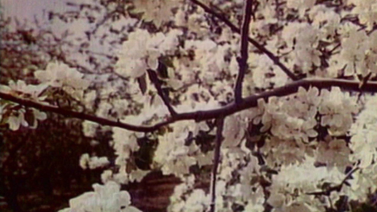 "Наш сад". 1978, 1979
