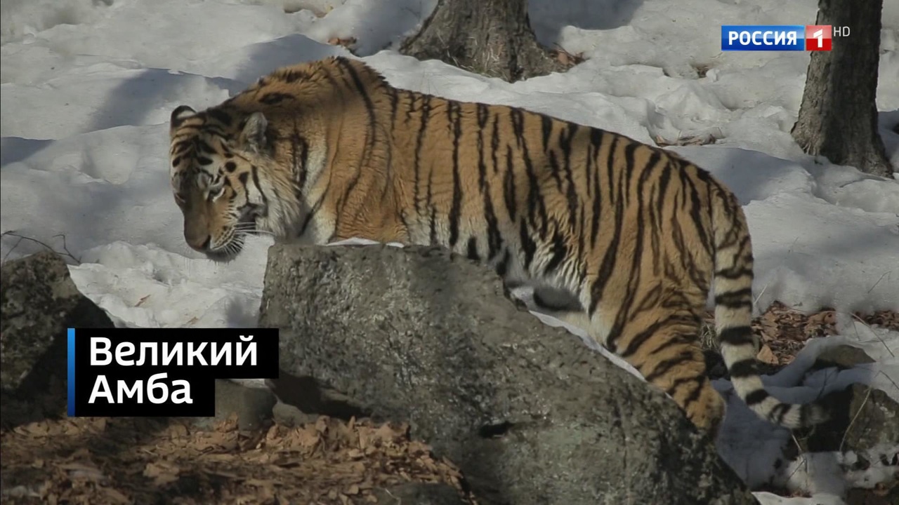 Эфир от 15.12.2019