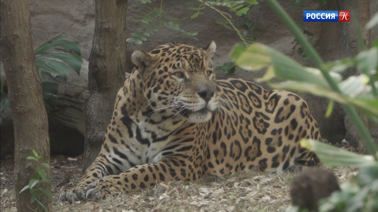 Лоро Парк. Тенерифе. 32-я серия