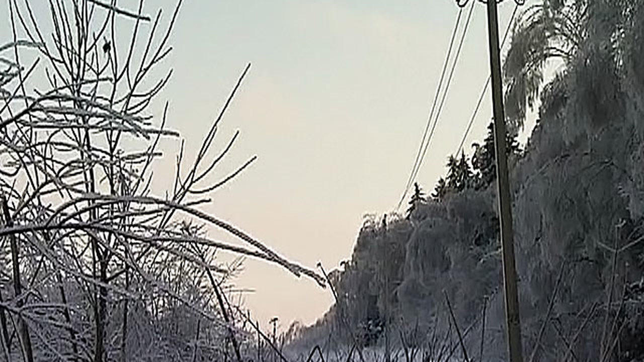 Тяжба за дешевый подмосковный лес может затянуться