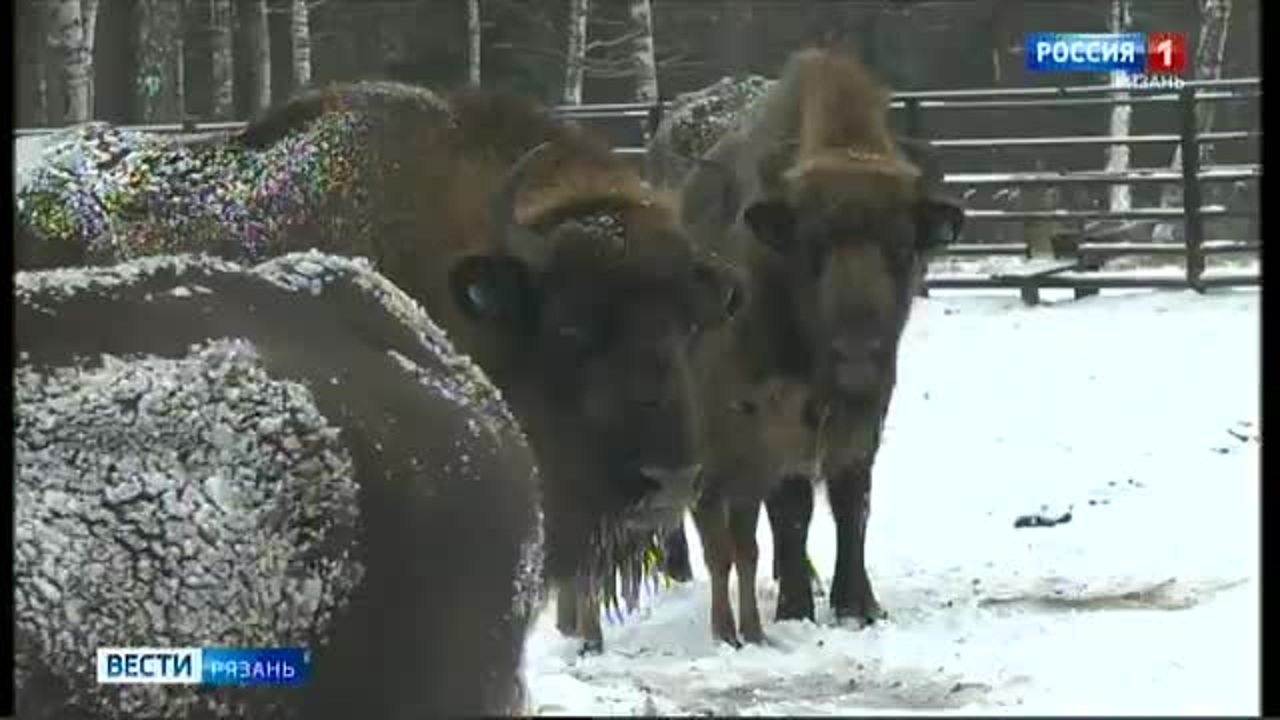 Окский заповедник