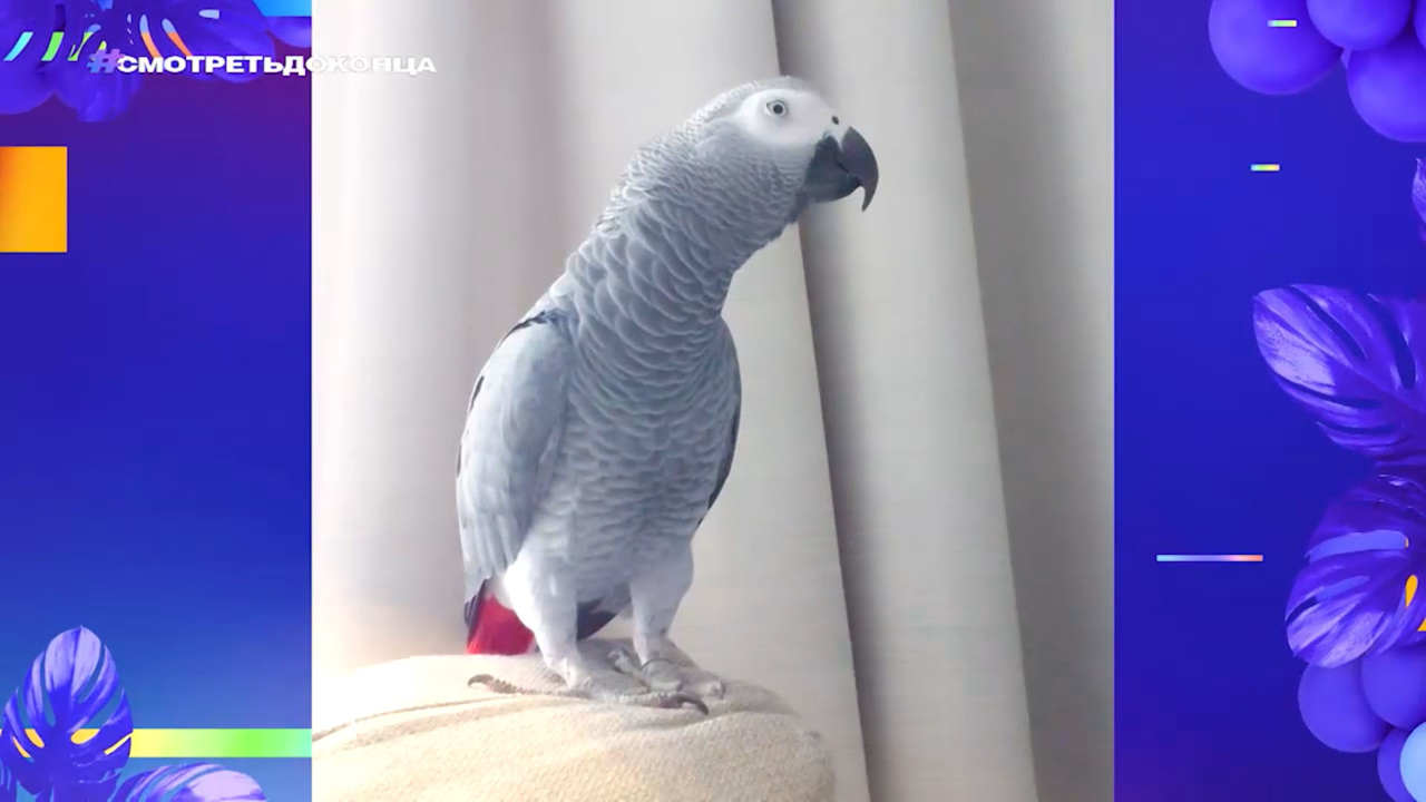 Смотреть до конца