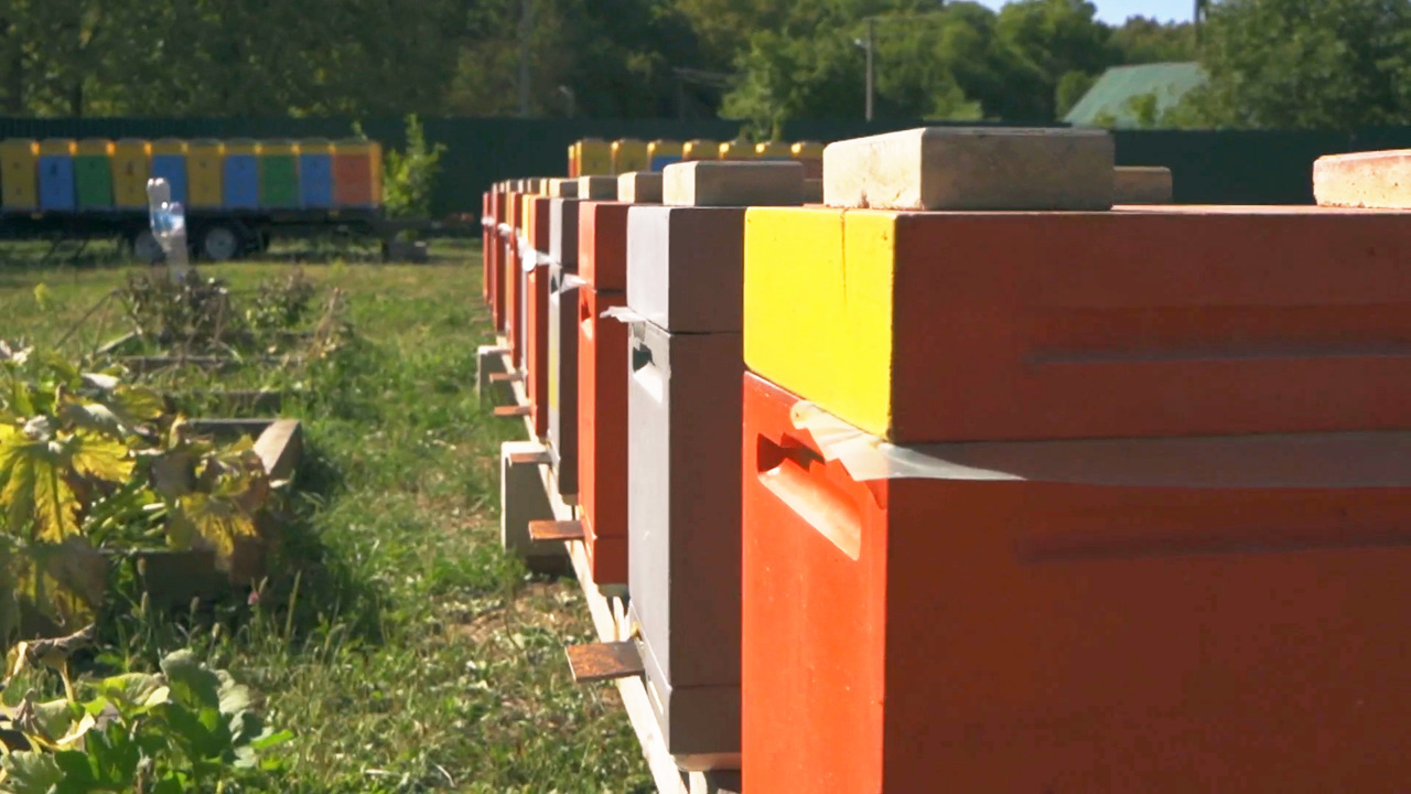 Ведущие "Формулы еды" научили отличать качественный мед от подделки