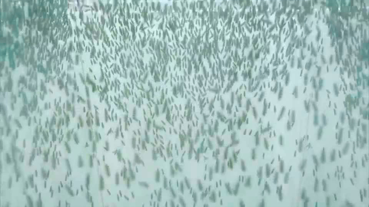 Блюда из личинок
