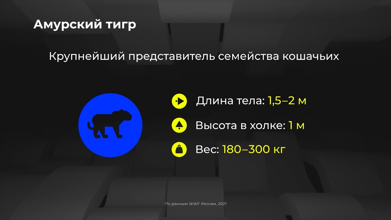 Россия в цифрах. Где обитают амурские тигры