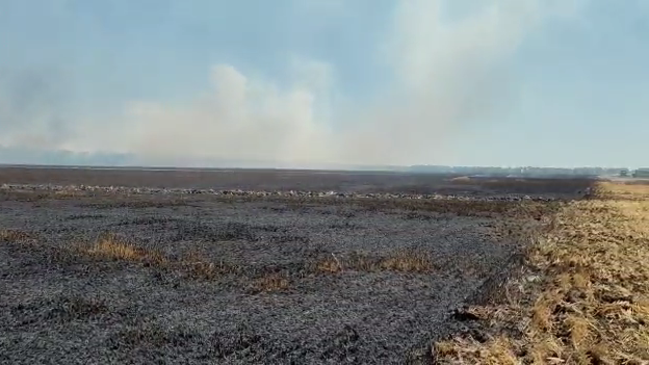 На Кубани сгорело пшеничное поле, прокуратура проводит проверку