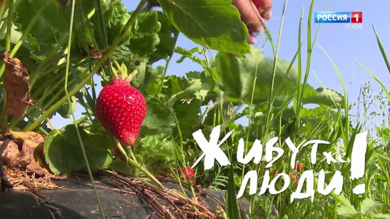 Живут же люди! Клубничный край