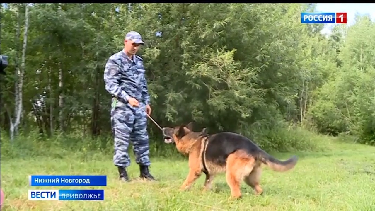 Лучшие российские кинологи и их четвероногие напарники борются за победу в конкурсе