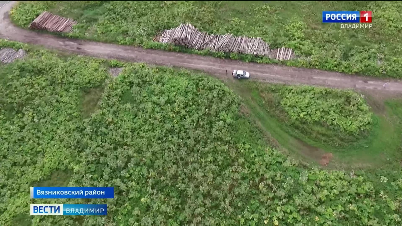 Во Владимирской области составят "карту борщевика"