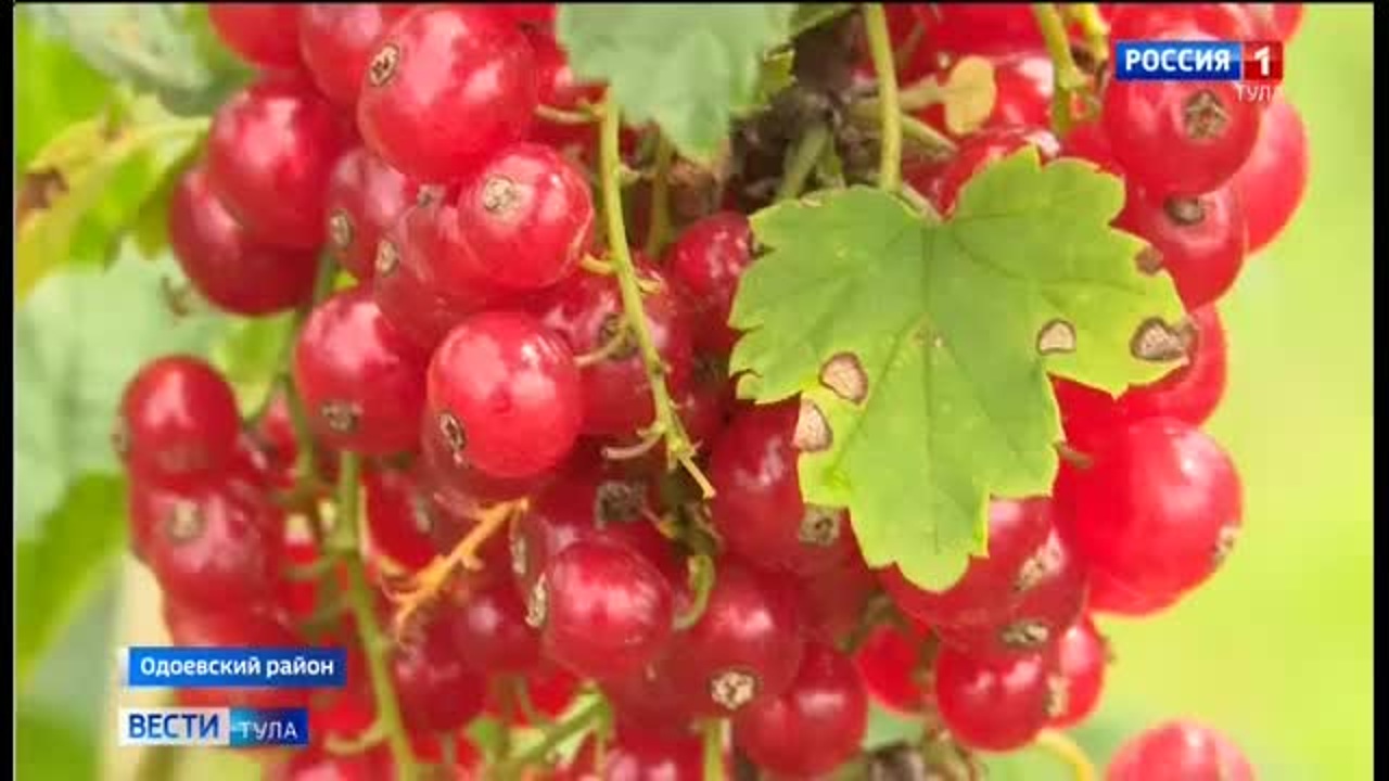 Одоевский ягодник мечтает о компенсации 50% затрат на холодильники