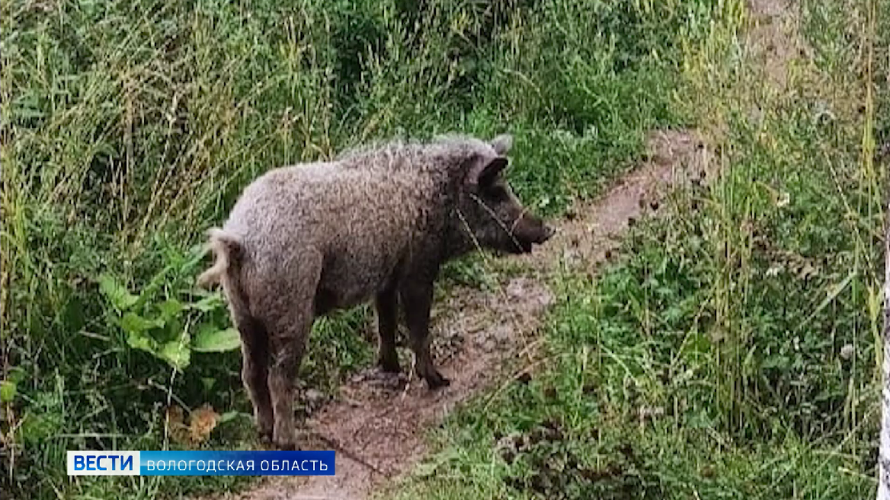 Кабанье нашествие: дикие животные разоряют угодья в Нюксенском районе