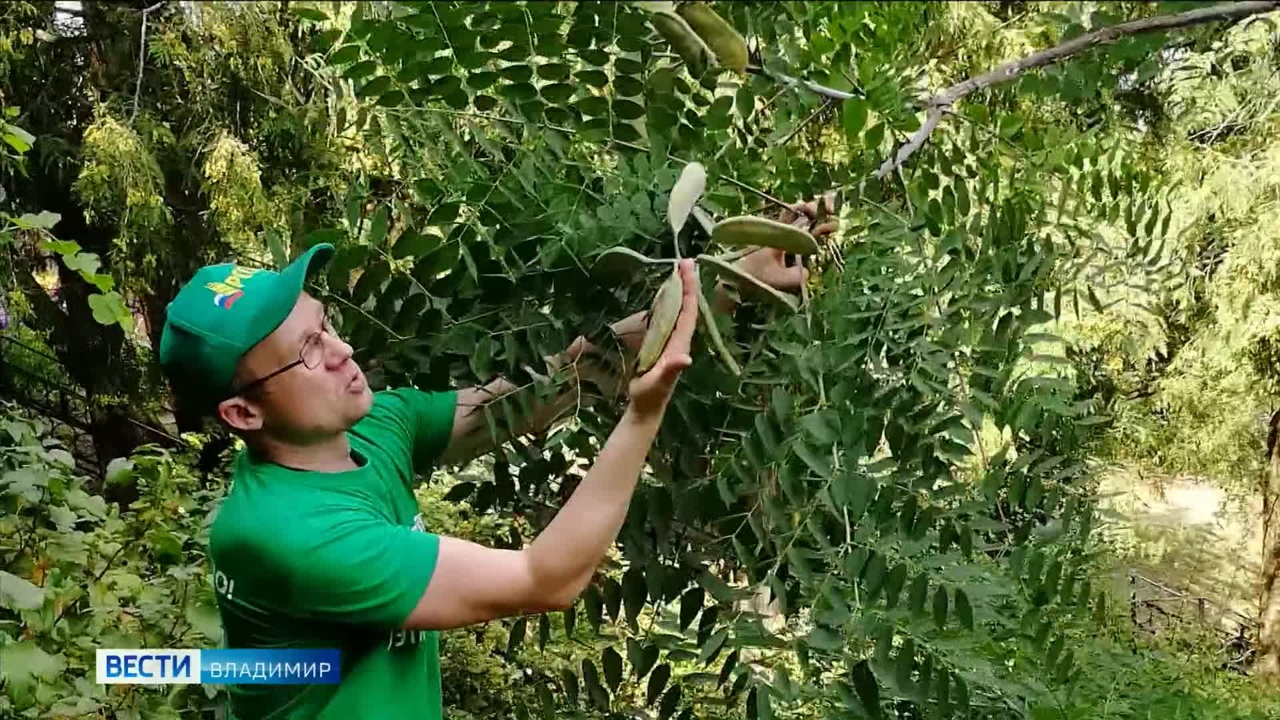Во Владимире начали плодоносить кофейные деревья
