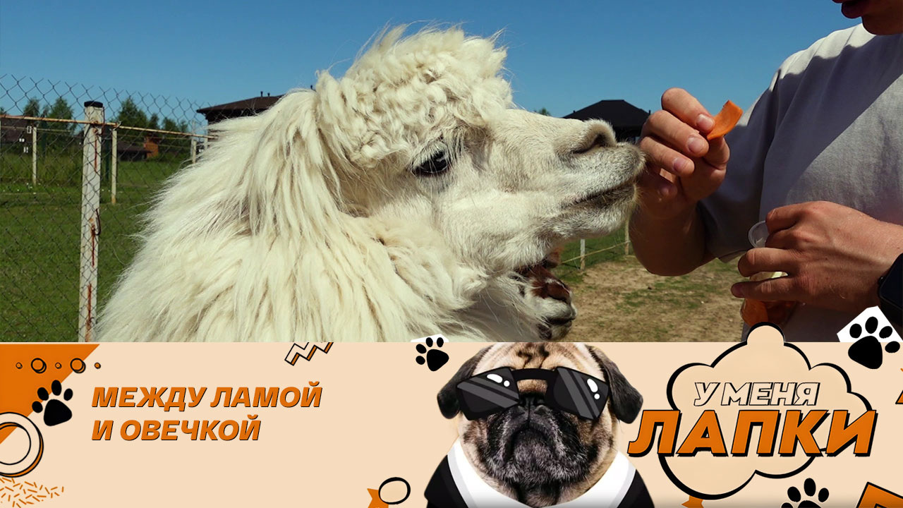 Необычные факты об альпаках