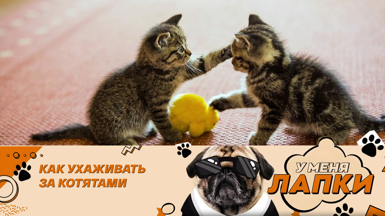 Самое популярное домашнее животное