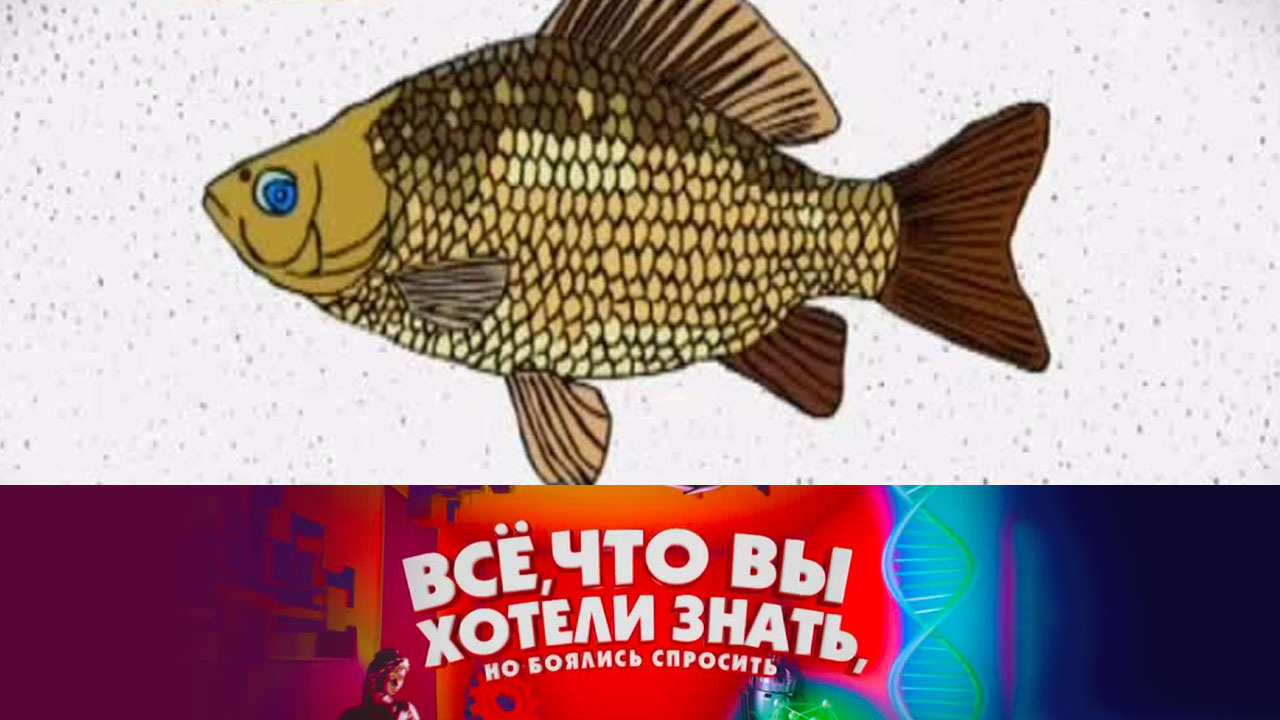 Чем царь отличается от короля