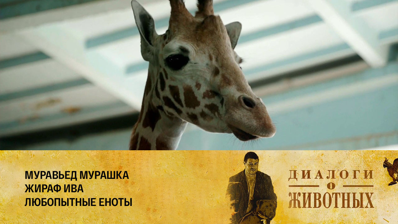 Калининградский зоопарк