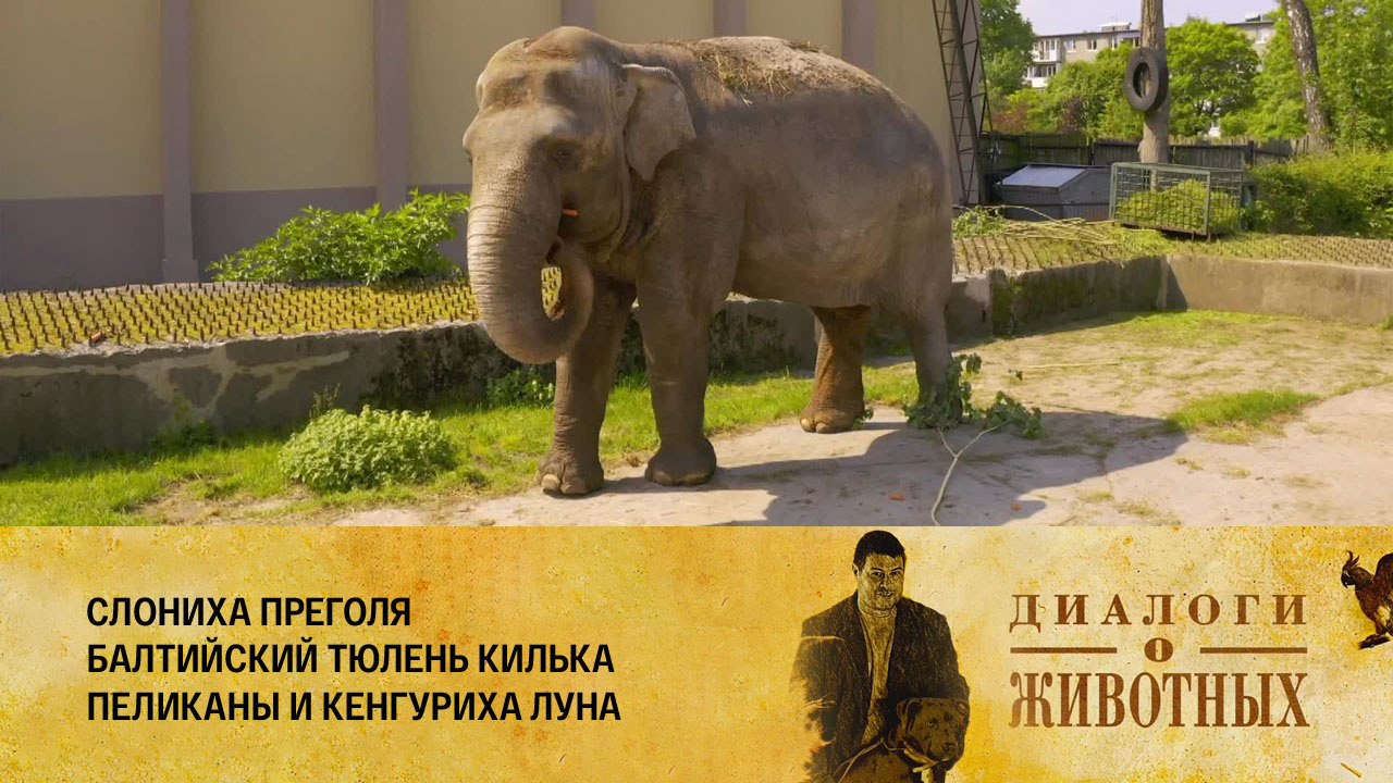 Калининградский зоопарк