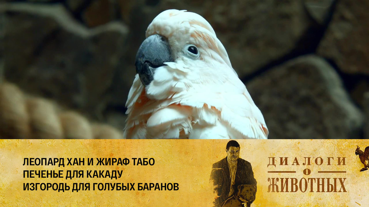 Калининградский зоопарк