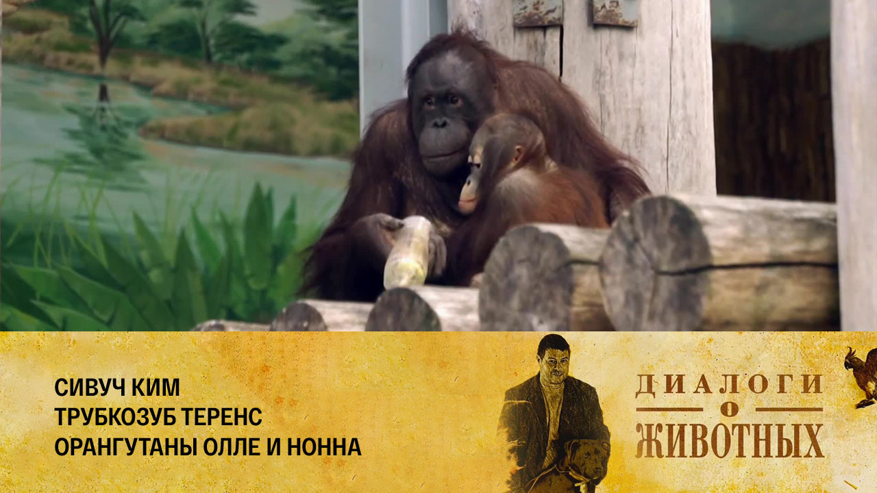 Калининградский зоопарк