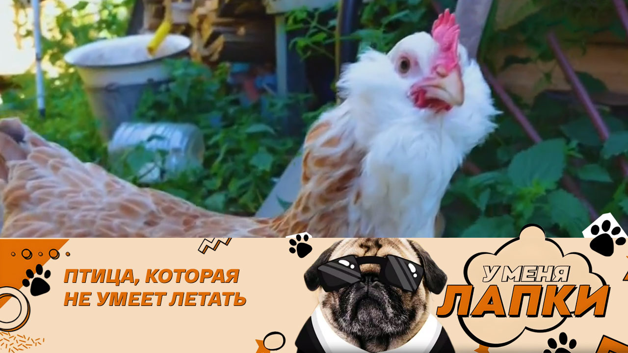 Как живут куры