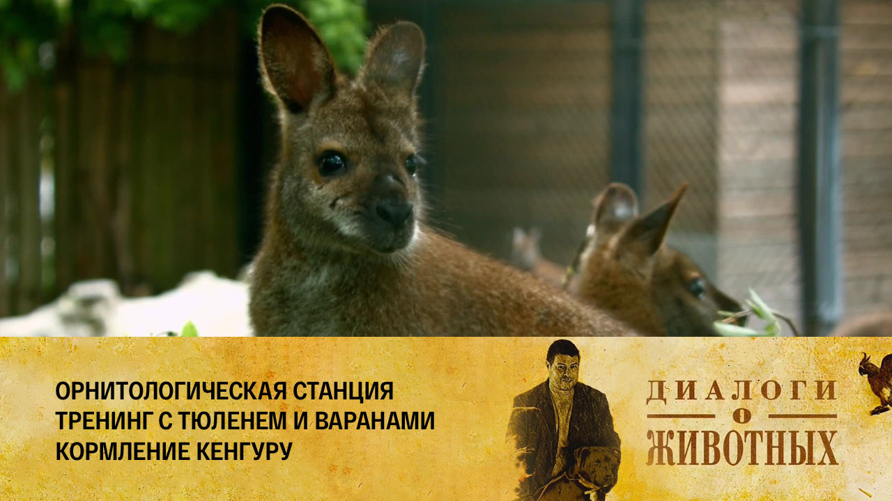 Калининградский зоопарк