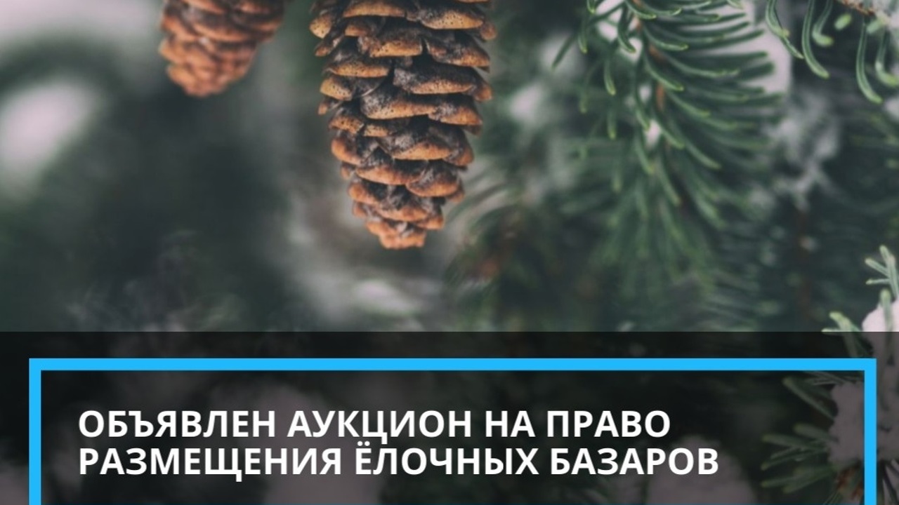 В Йошкар-Оле планируется открыть три елочных базара