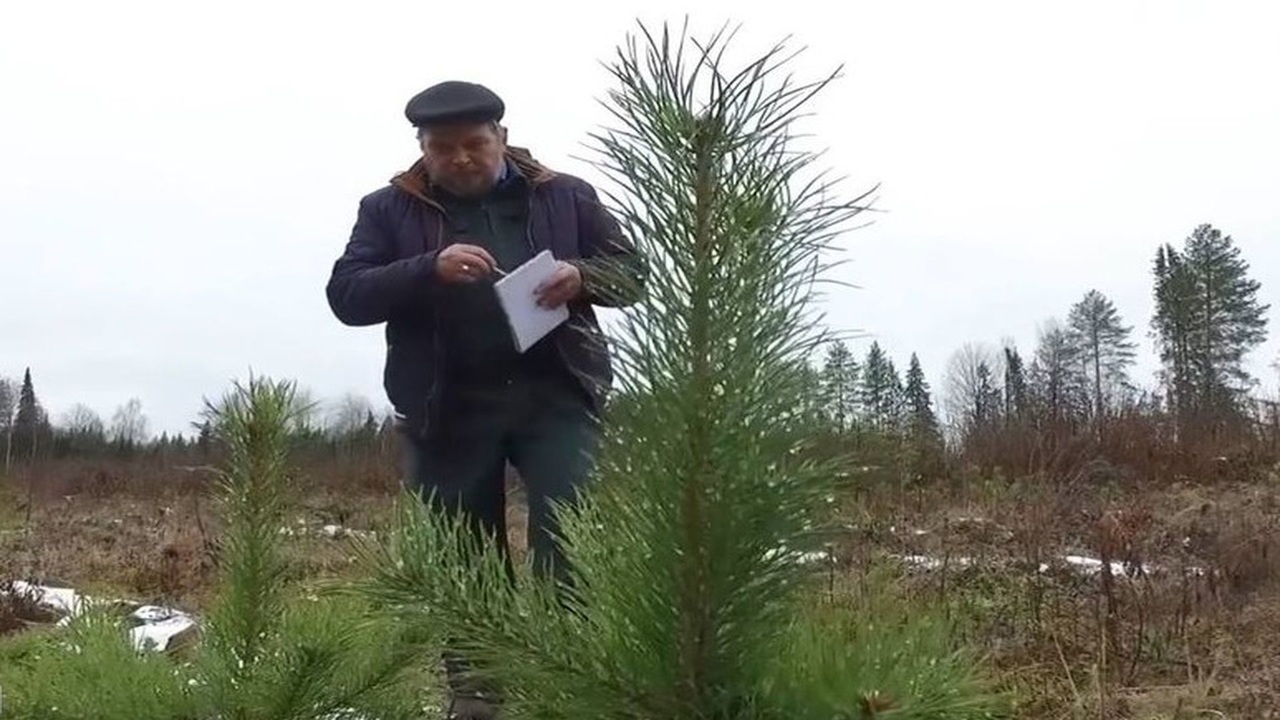 В Пермском крае началась ежегодная инвентаризация лесов