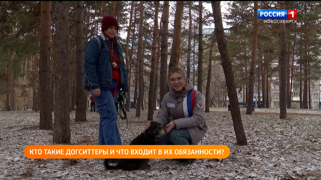 Профессия "догситтер", выбираем сироп от кашля, меняем резину