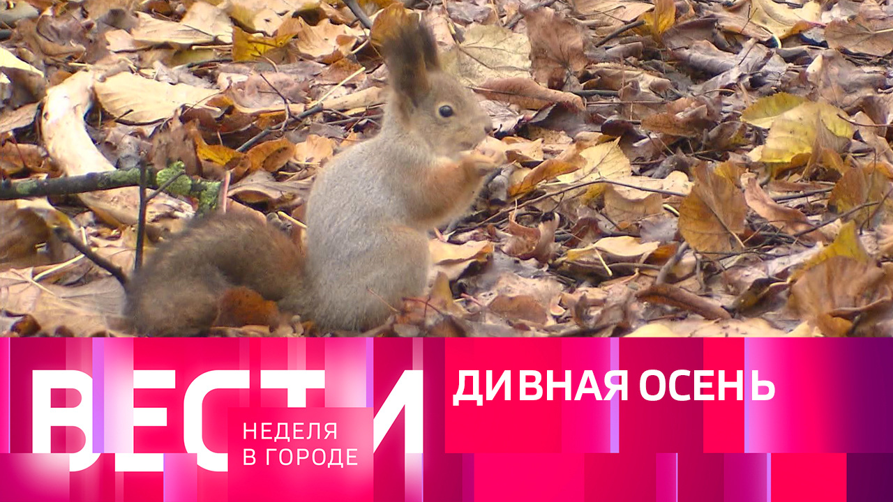 Эфир от 13.11.2022