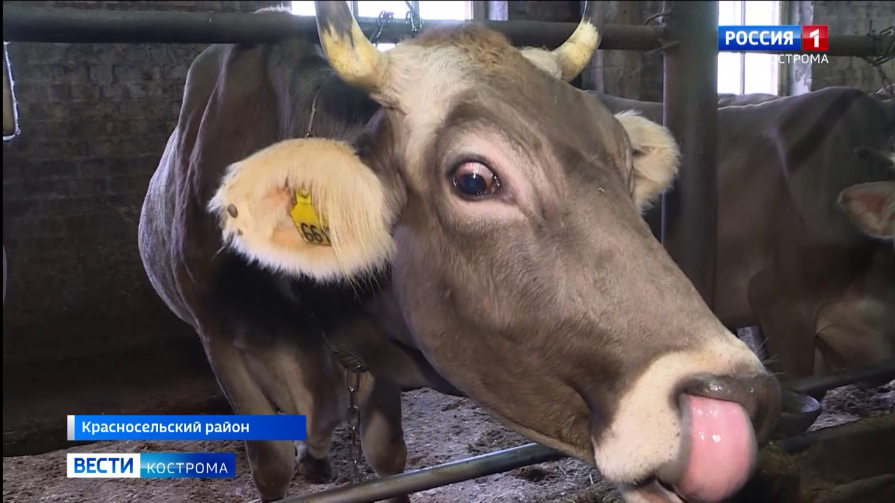 Господдержка и корова-рекордсменка помогли аграриям из-под Костромы совершить "молочный прорыв"