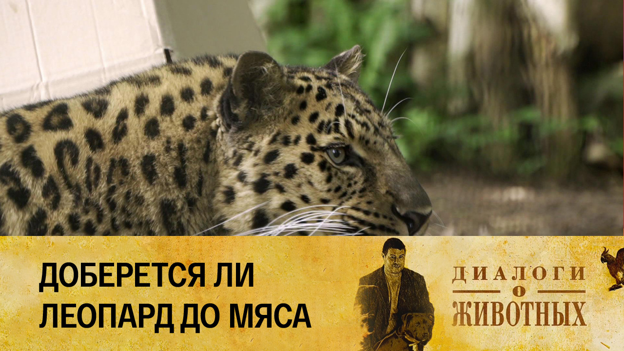 Калининградский зоопарк